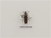 藏品(櫛角蟲科)的圖片